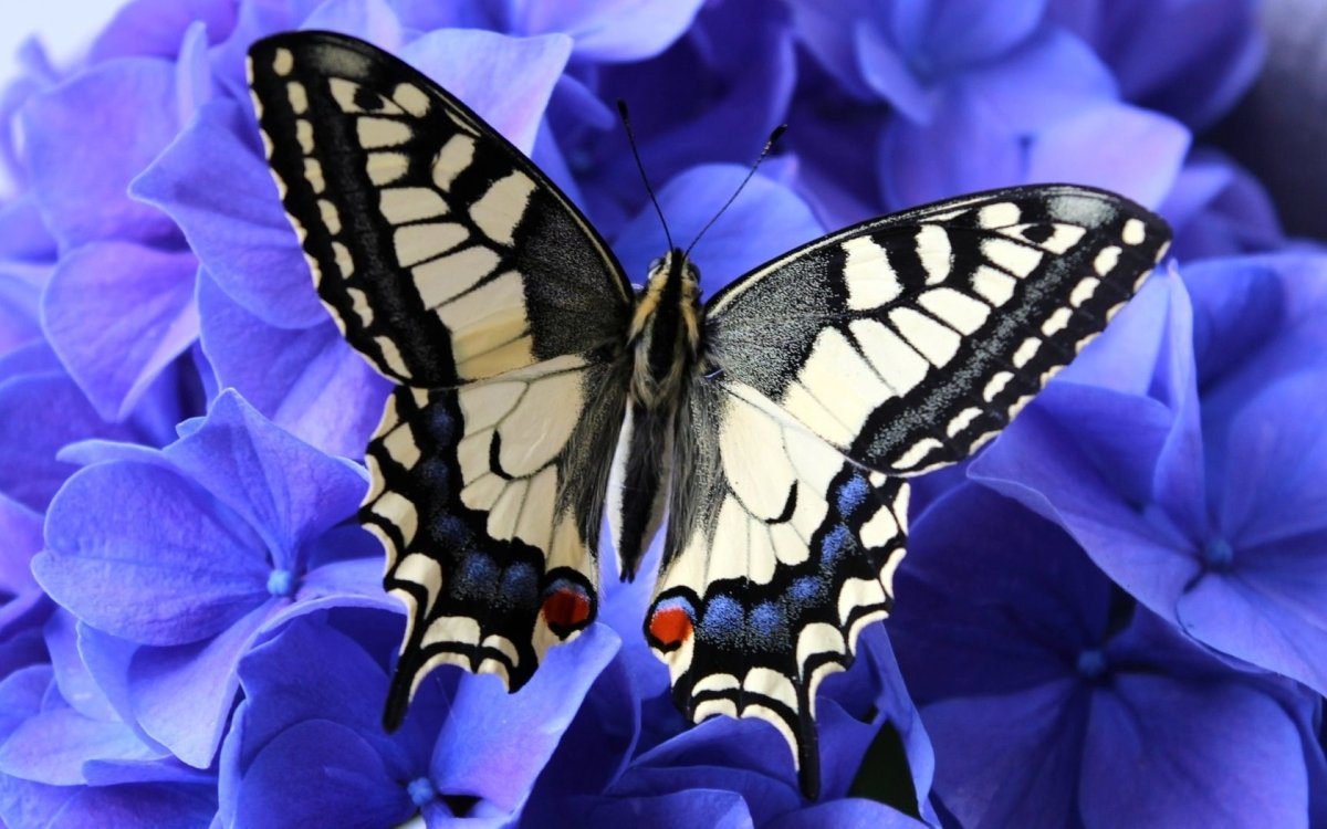 Бабочка ласточкин хвост