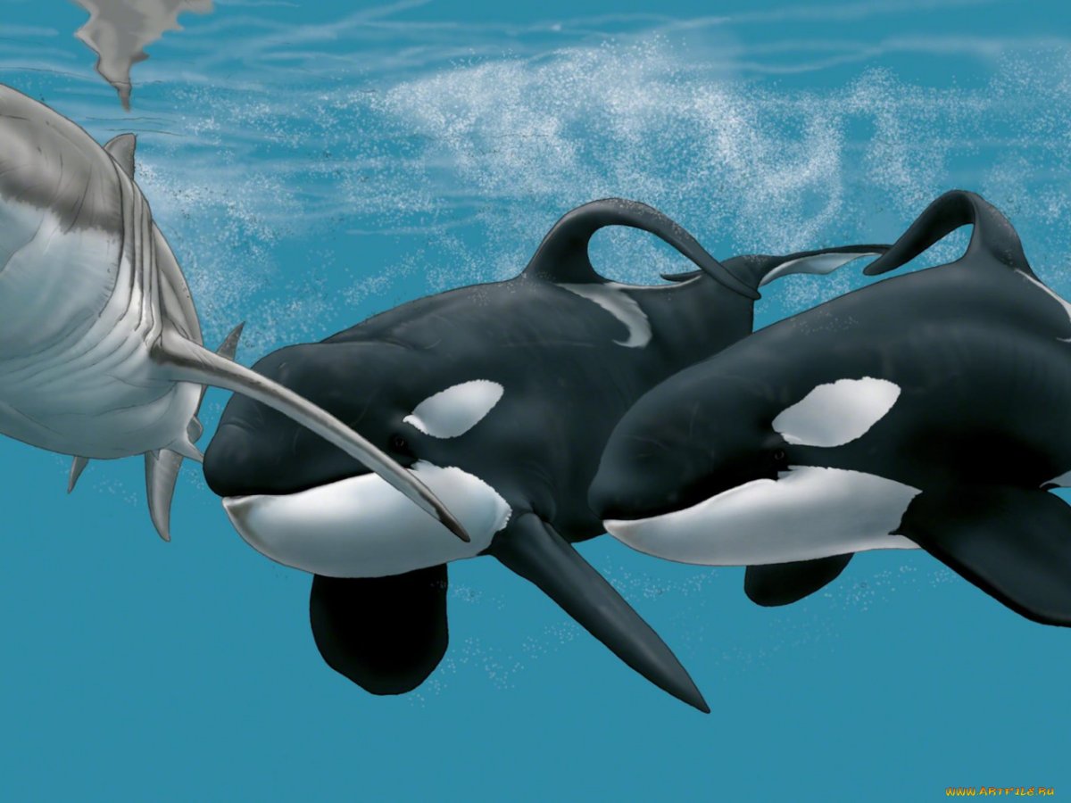 Монохромный кит Касатка