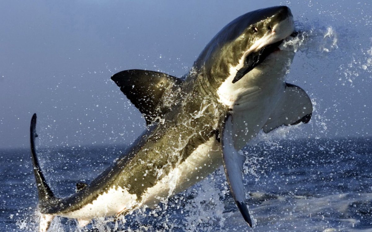 Опасные касатки