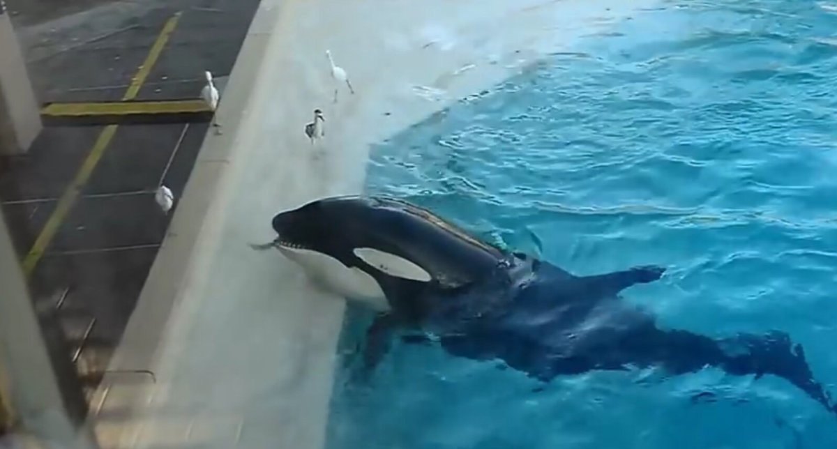 Кит Горбач хвост