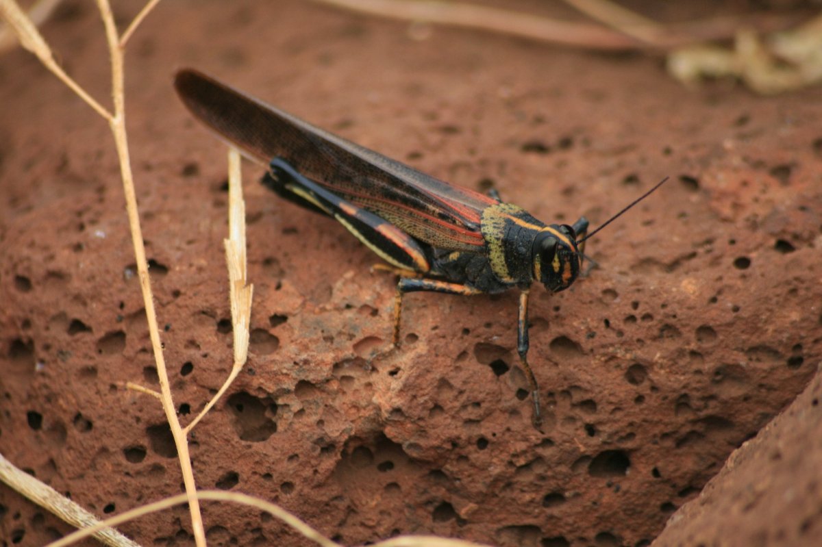 Кузнечик макроксифус