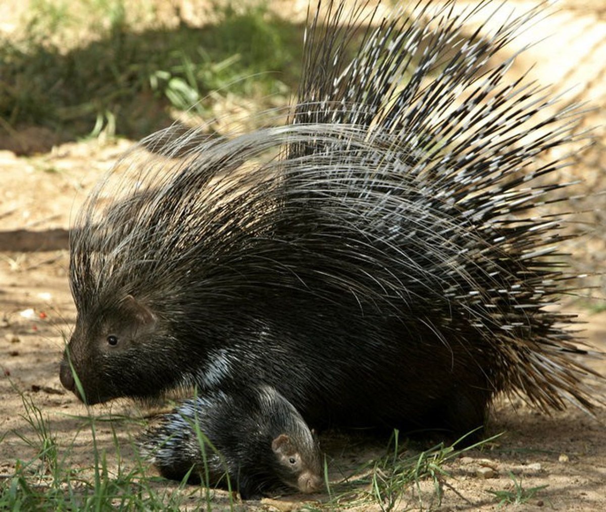 Еж ехидна Дикобраз