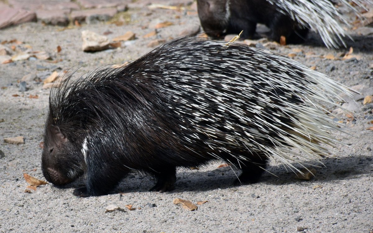 Индийский Дикобраз hystrix Indica