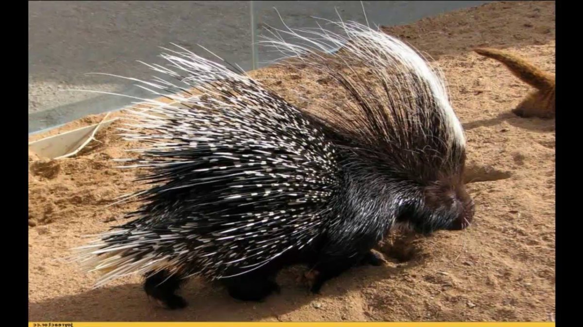 Строение иглы дикобраза