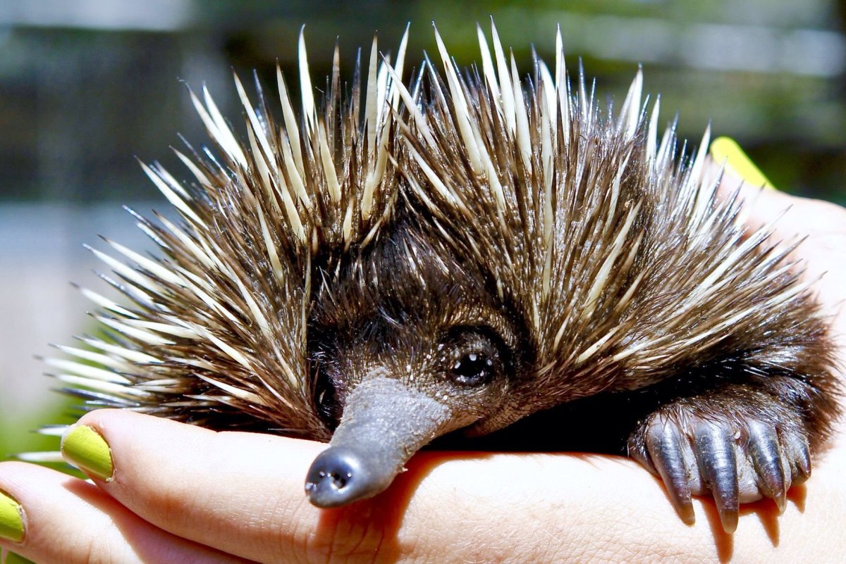 Ехидна когти