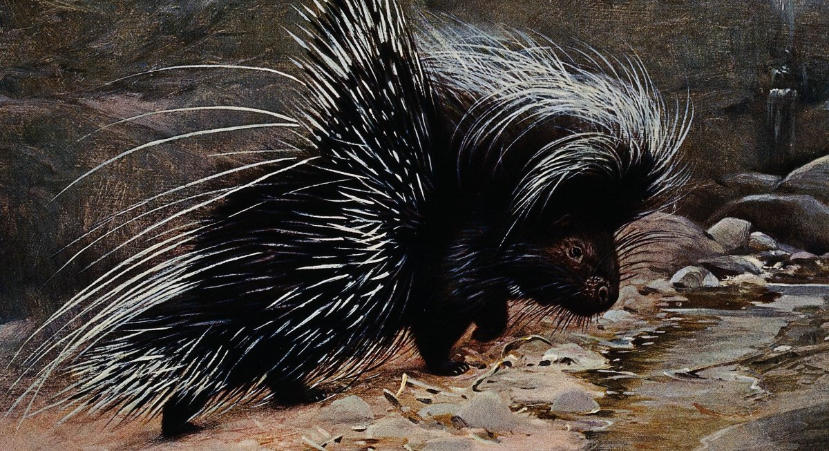 Дикобраз Эш
