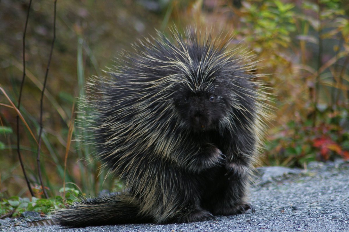 Гребенчатый Дикобраз