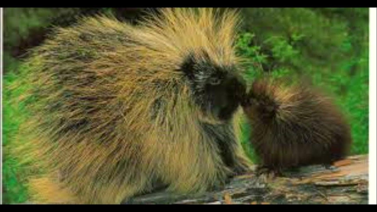 Североамериканский Дикобраз поркупин