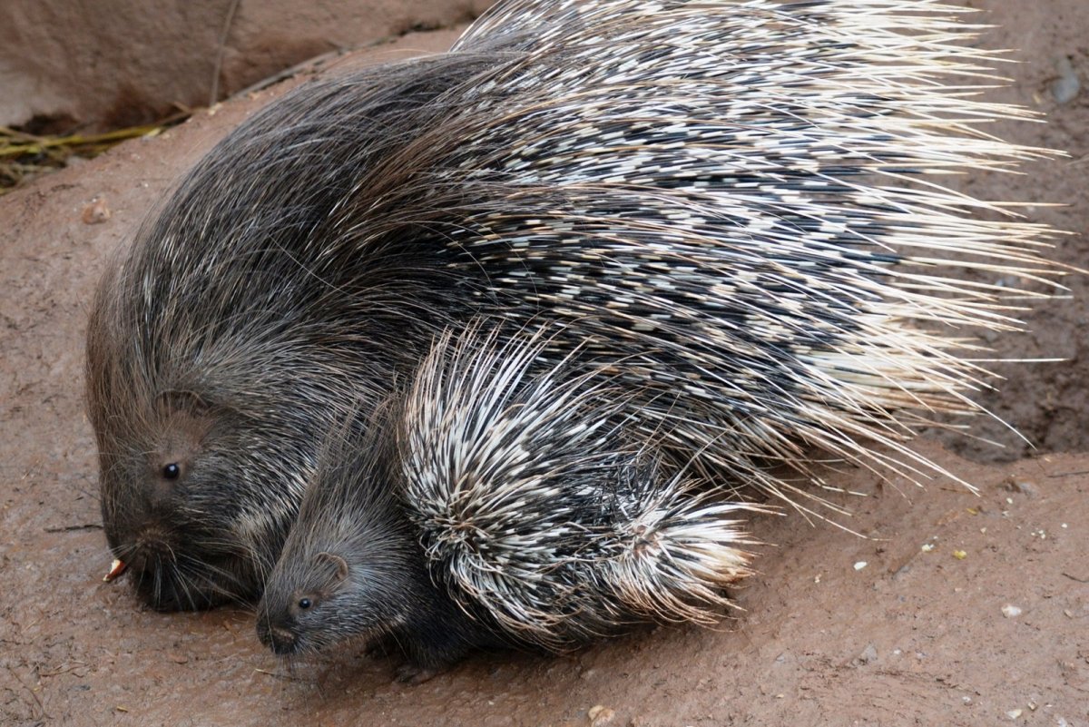 Кистехвостый Дикобраз