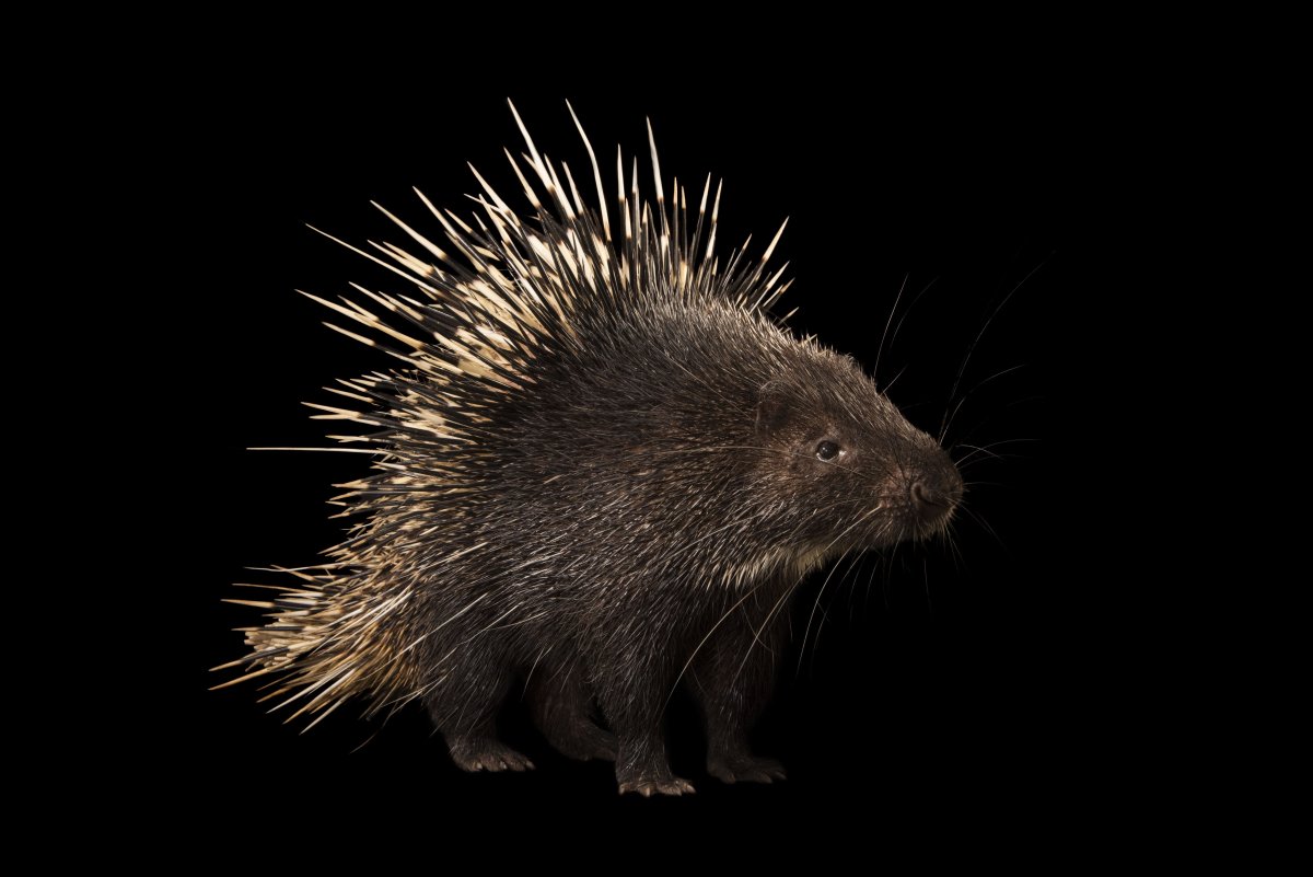 Поркупин Дикобраз золотой