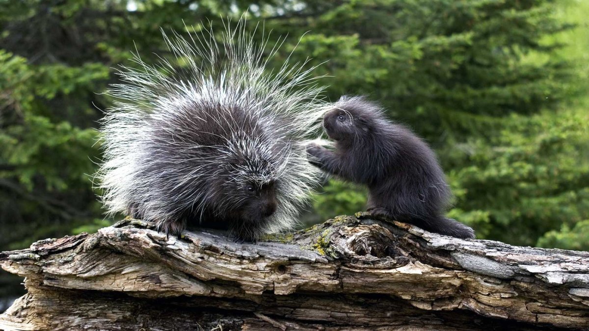 Древесный Дикобраз поркупин