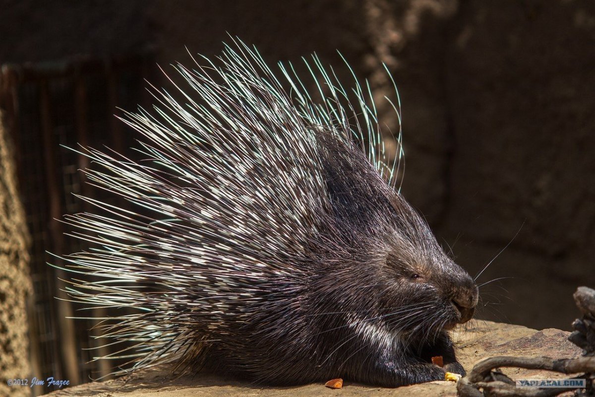 Индийский Дикобраз hystrix Indica