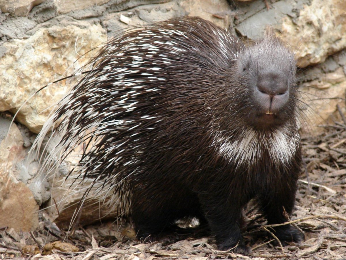 Дикобраз и леопард