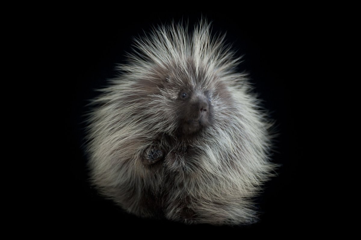 Клетки интрестинг Энимал