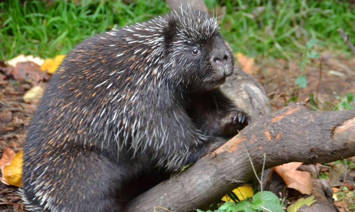Дикобраз горный