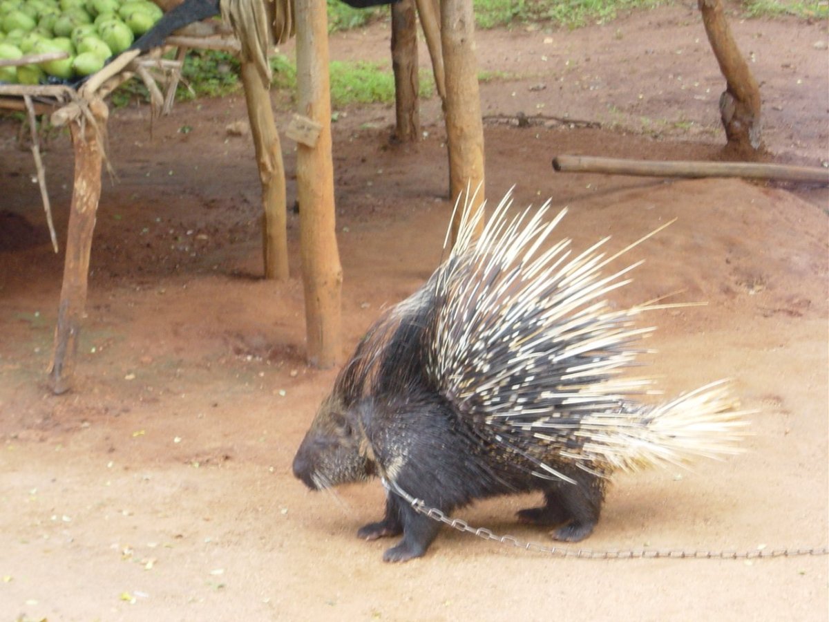 Шиншилла и Дикобраз