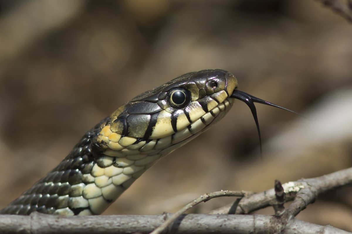 Змея ужик обыкновенный