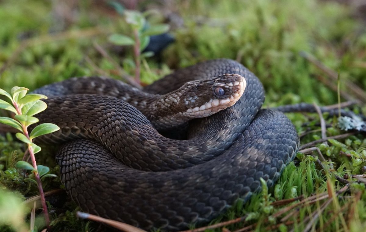 Змея гадюка Болотная