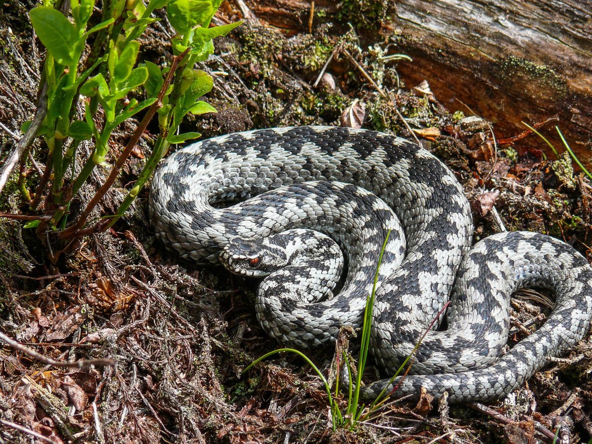 Гадюка Степная Крымская