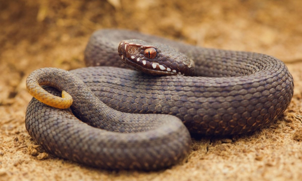 Гадюка Никольского (Vipera nikolskii)