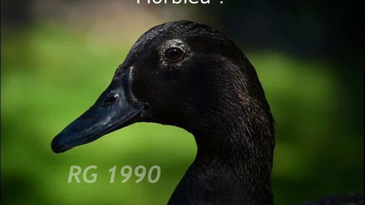 Дикая черная утка