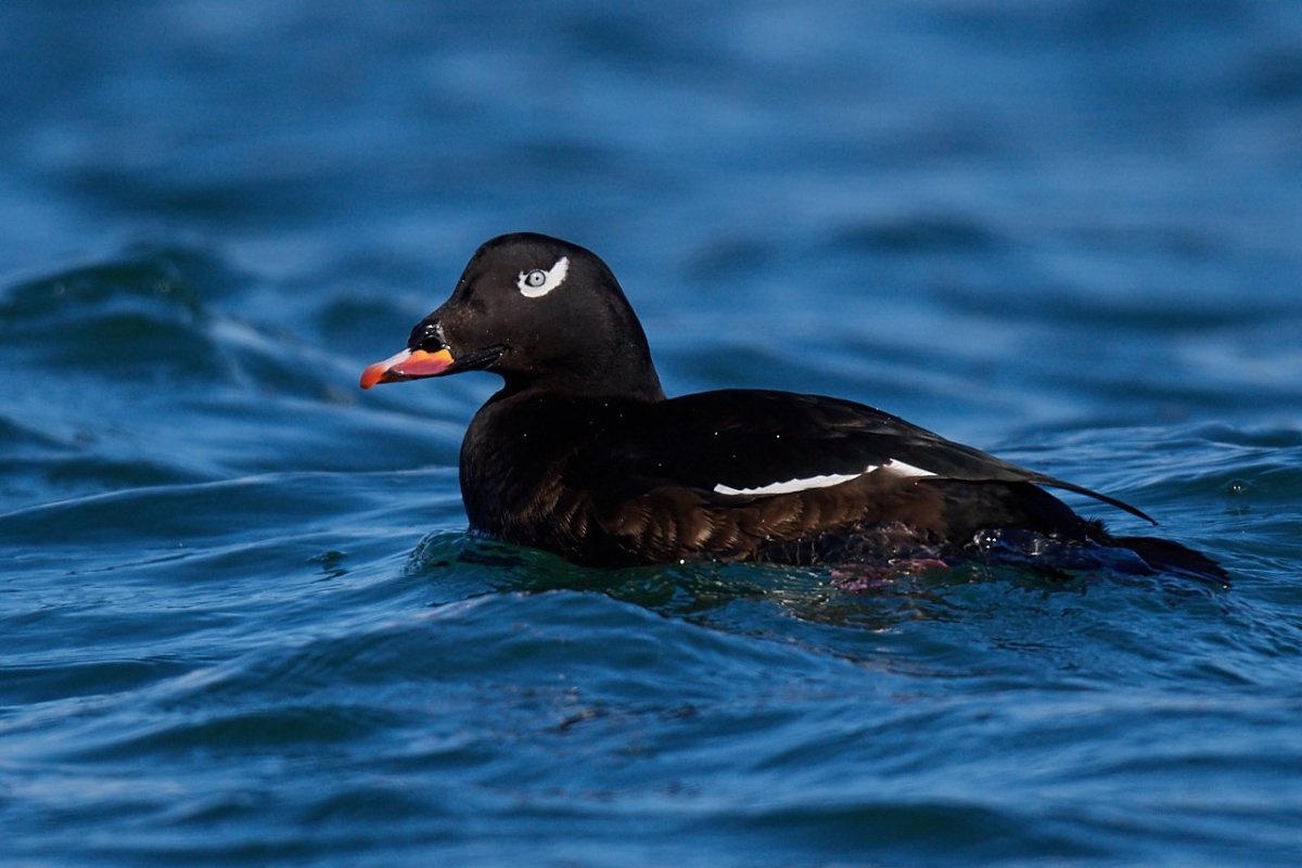 Горбоносый Турпан