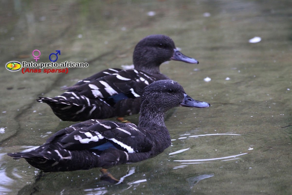 Утка черная кряква