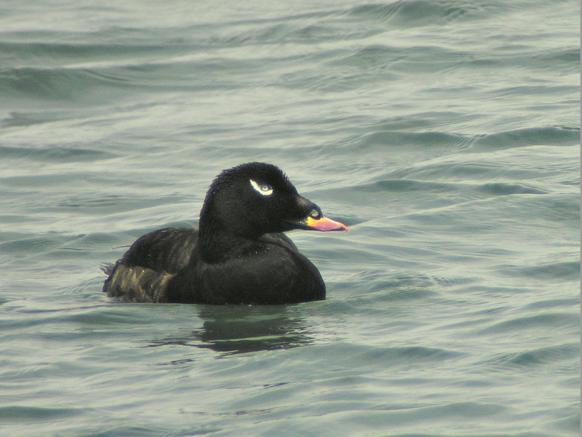 Обыкновенный утки Синьга