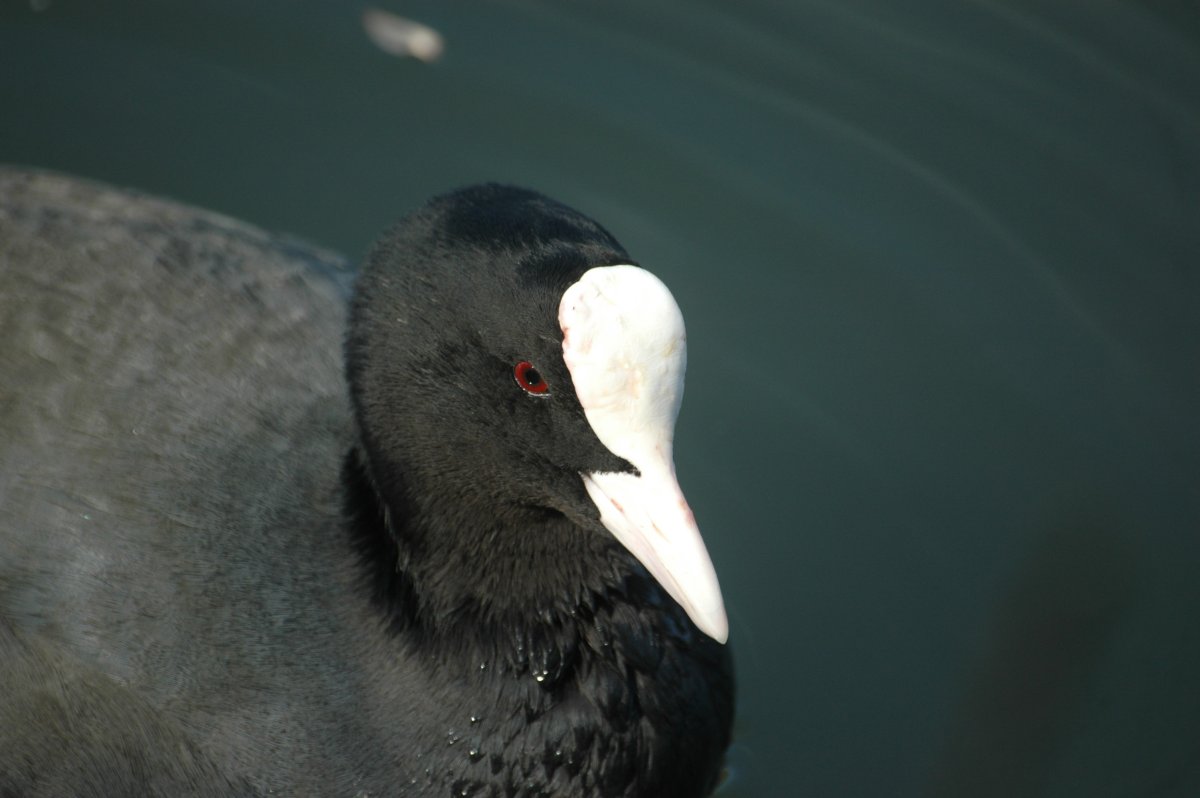 Обыкновенная лысуха