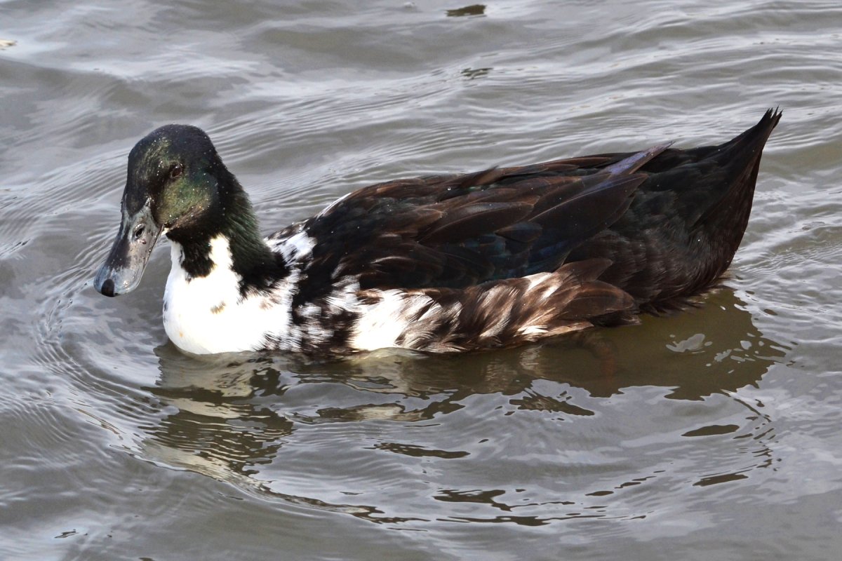 Черный белогрудый селезень