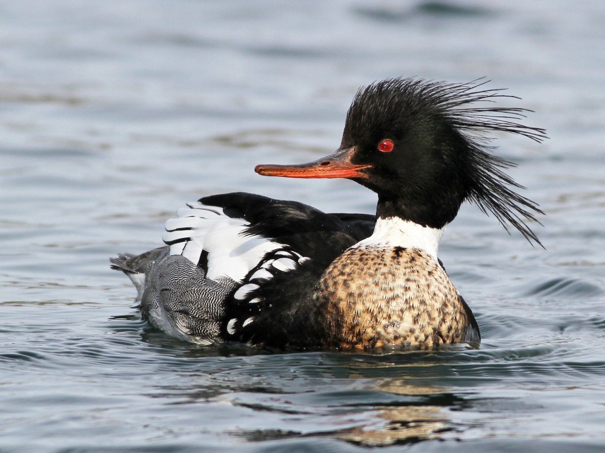 Большой крохаль Mergus Merganser