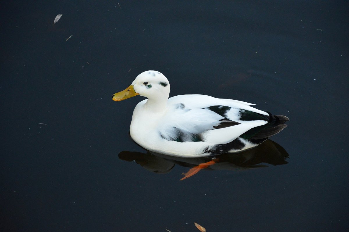 Утка кряква белая