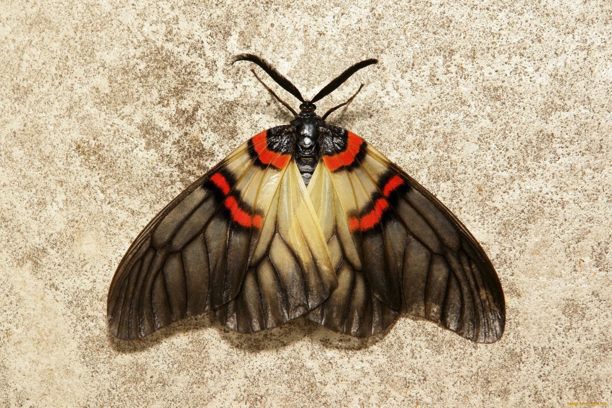 Павлиноглазка Изабелла