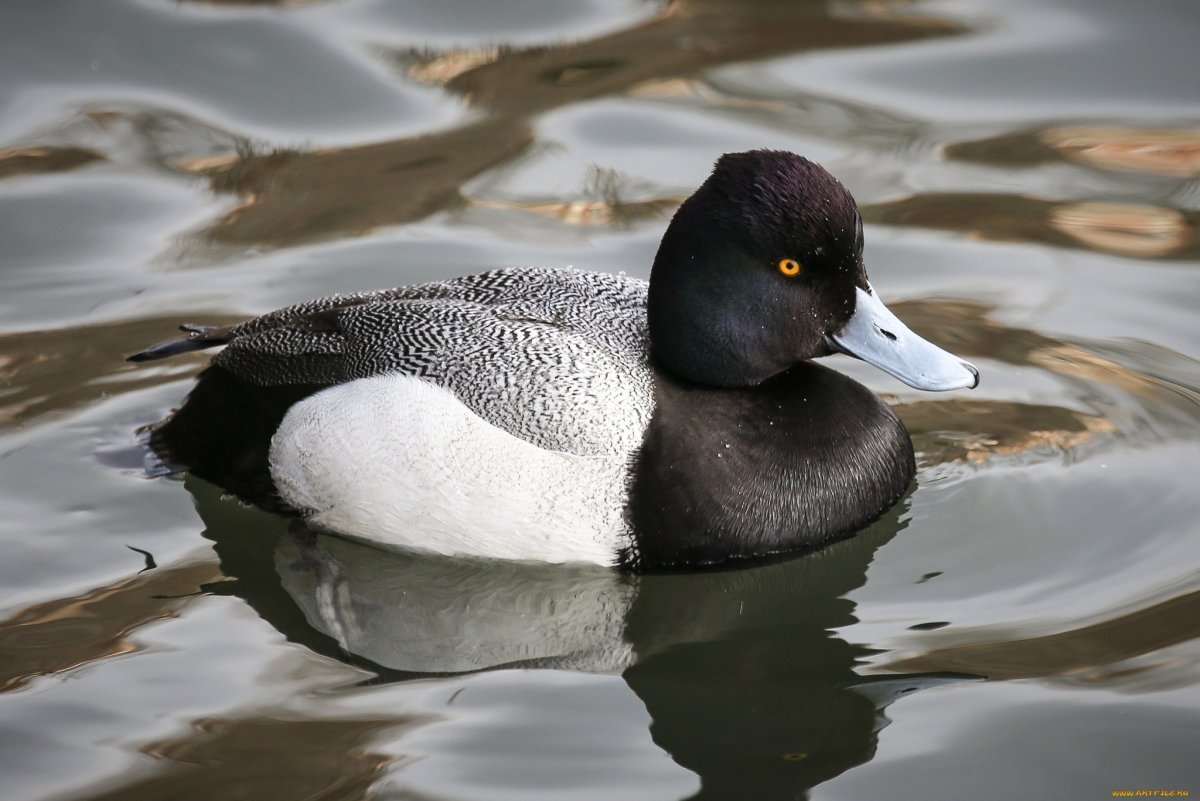 Утка черная кряква