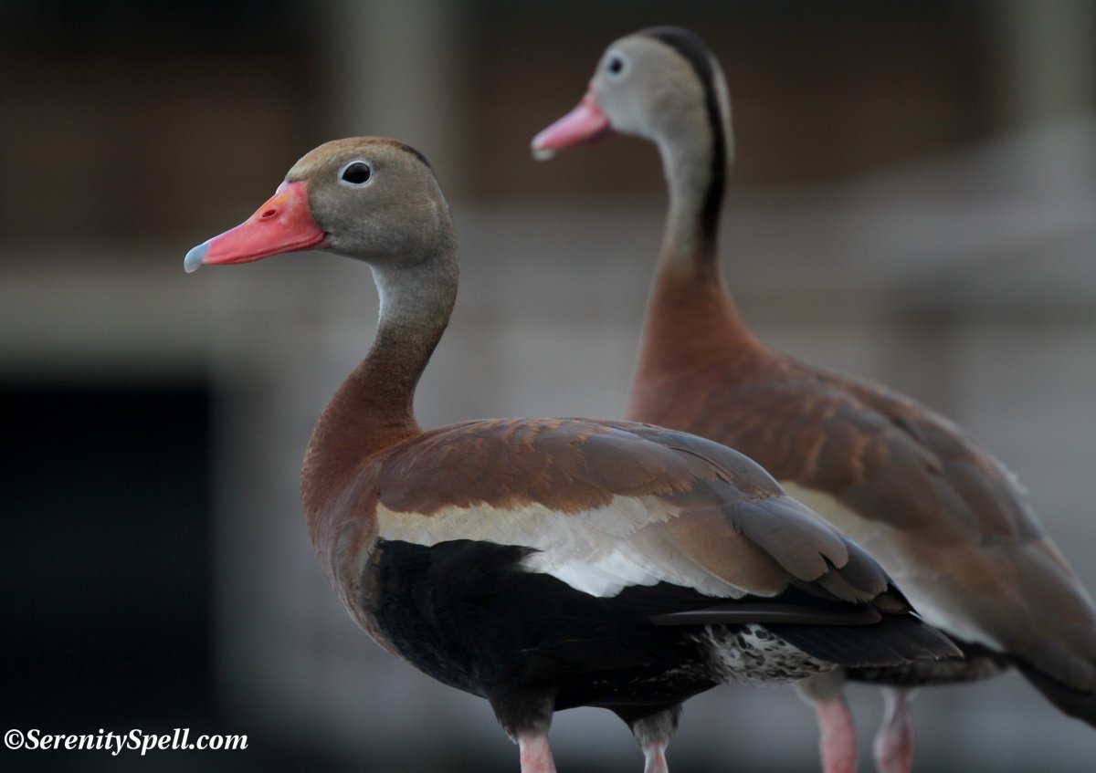 Хохлатые гуси Дикие