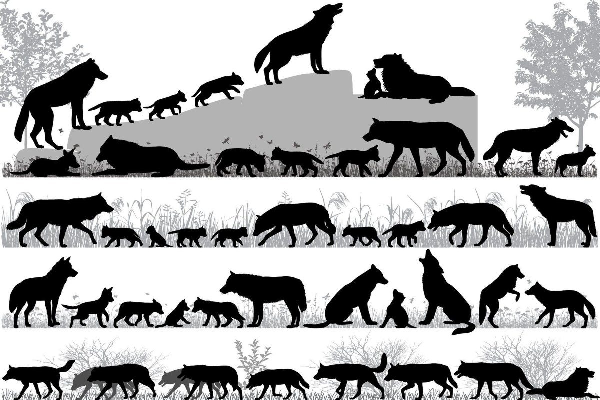 Стая Волков силуэт