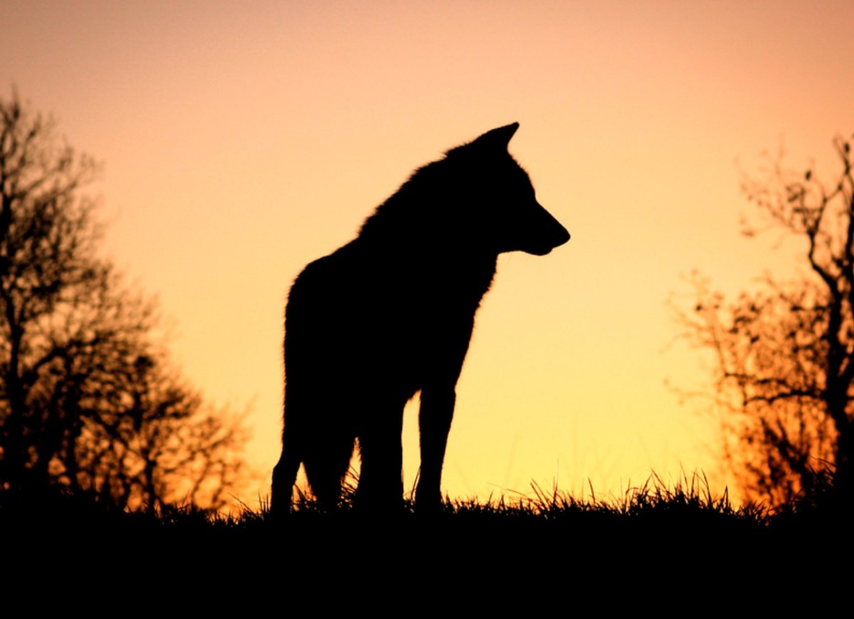 Силуэт волка