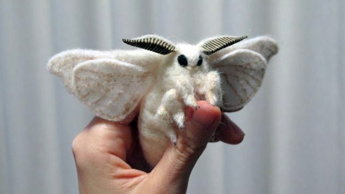 Лунный мотылек