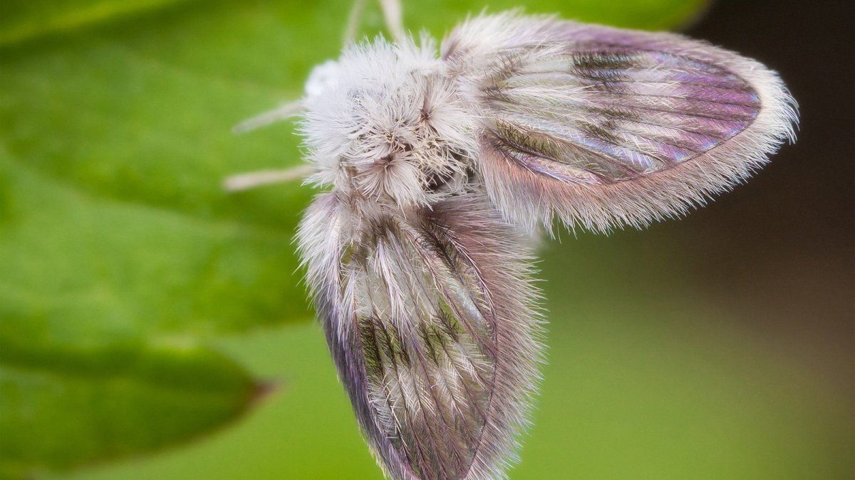 Кольчатый коконопряд бабочка