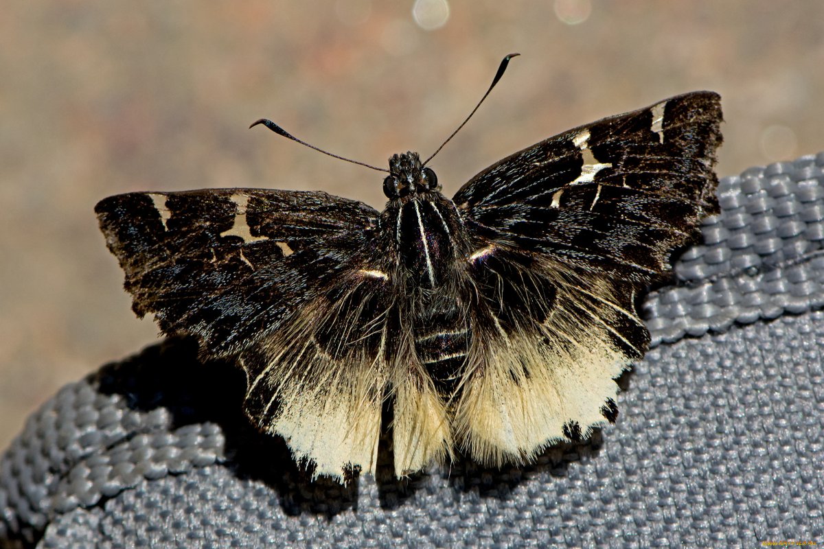 Бабочка крапчатый Арлекин