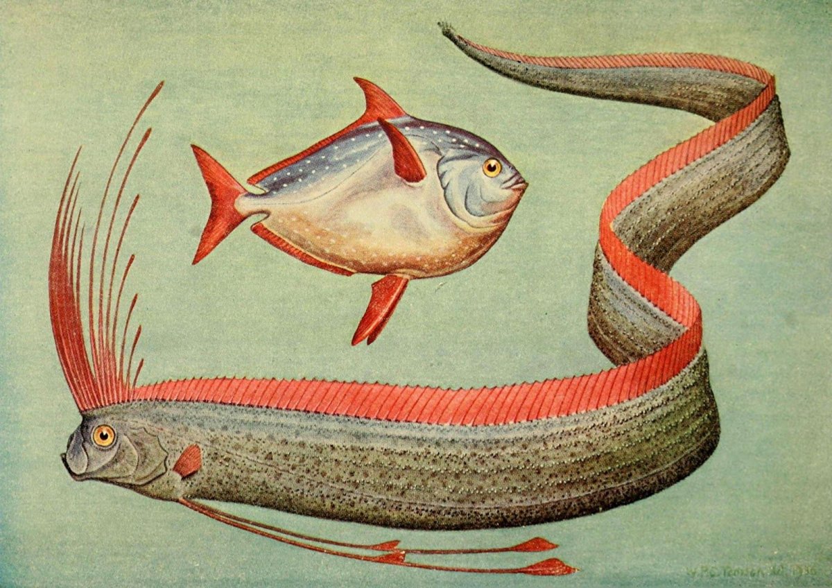 Морские чудовища