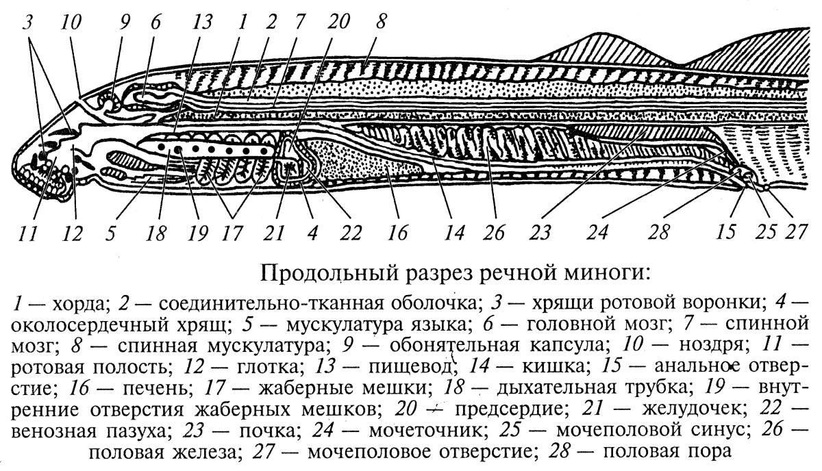 Геликоприон акула череп