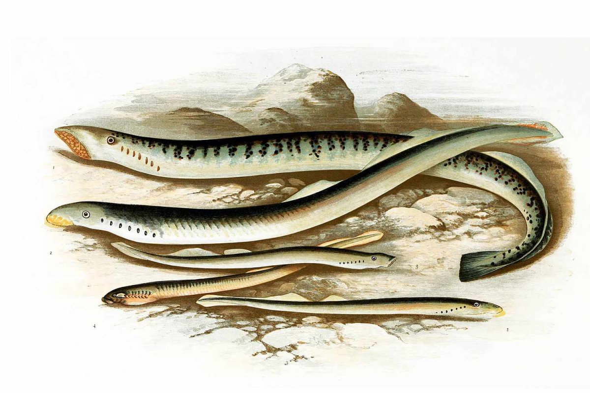 Морская минога (Petromyzon Marinus)