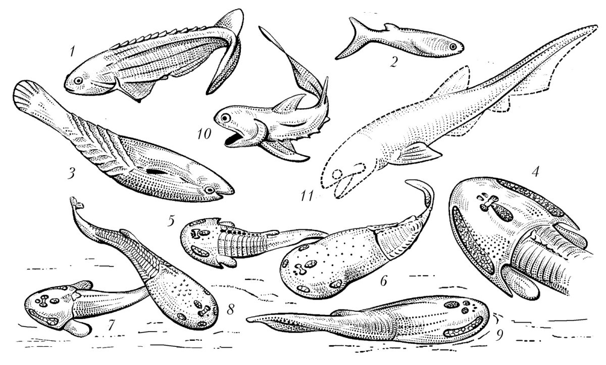 Биркения Силур