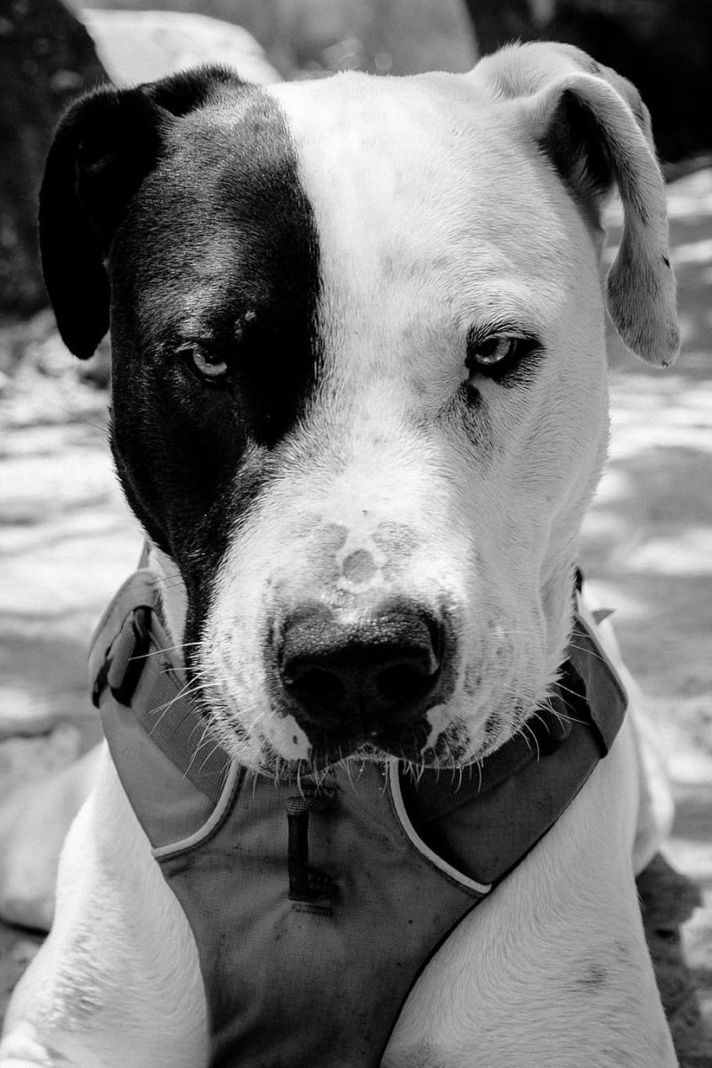 Питбуль питбультерьер белый