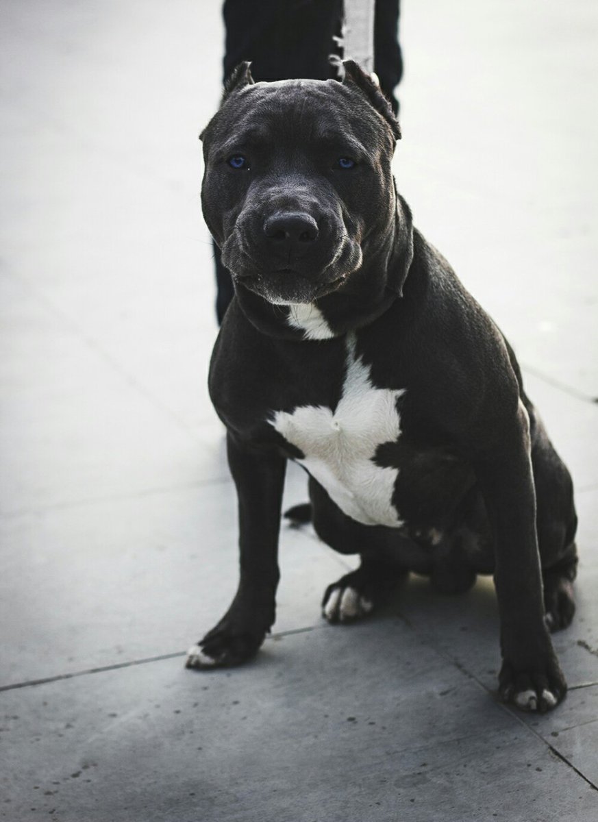 Щенок питбультерьера черно белый