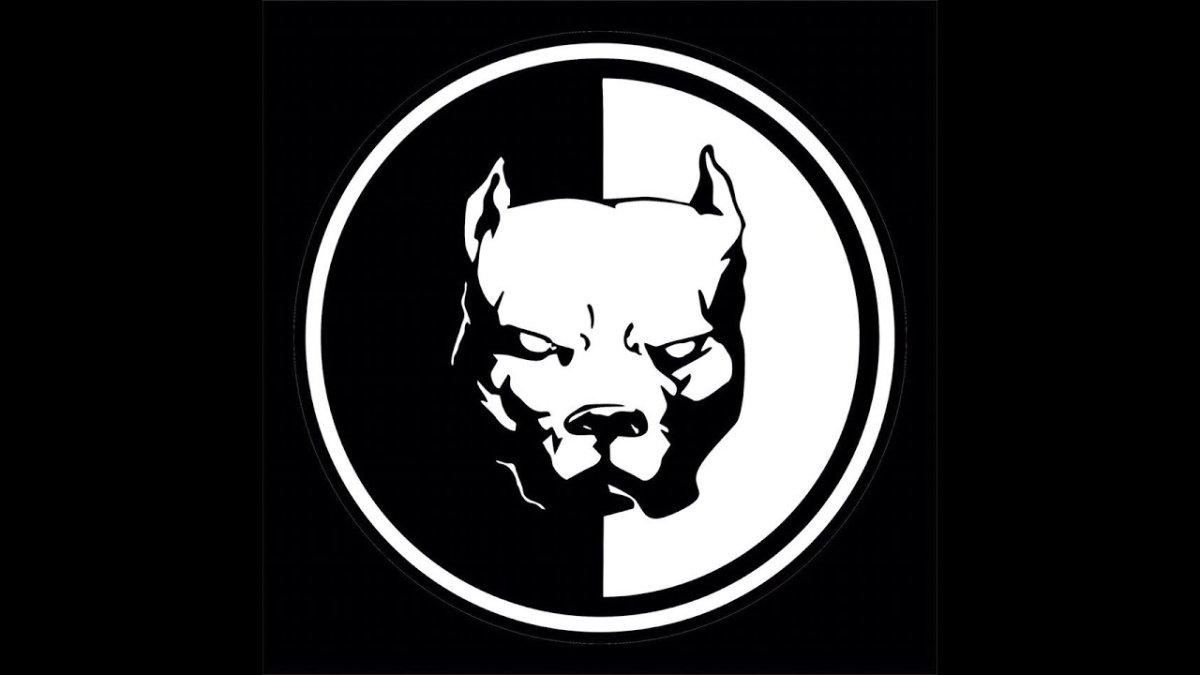 Питбуль Давидыча