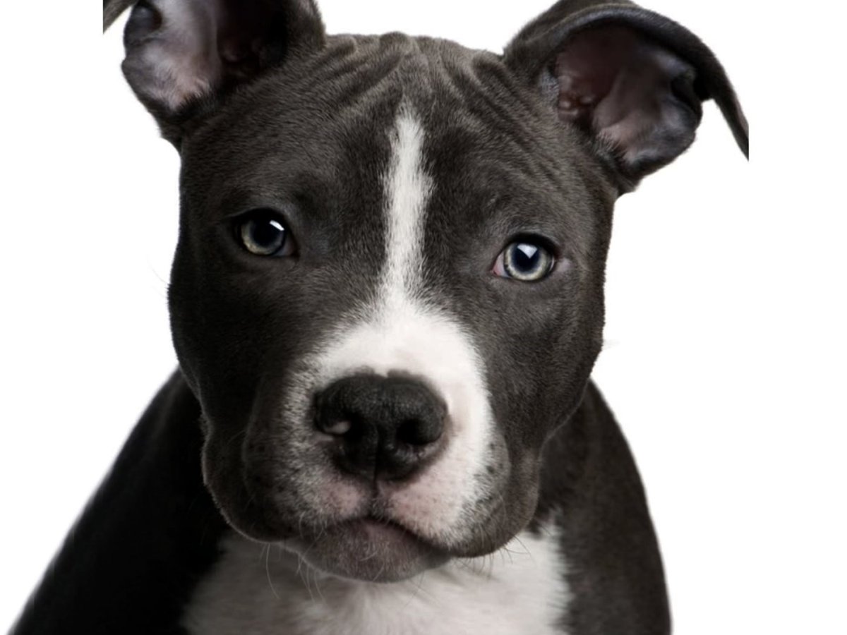 Йоркширский Стаффорд терьер черный