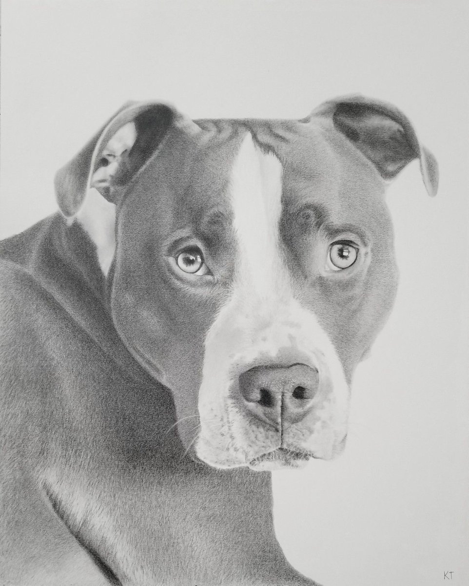 Питбуль взгляд