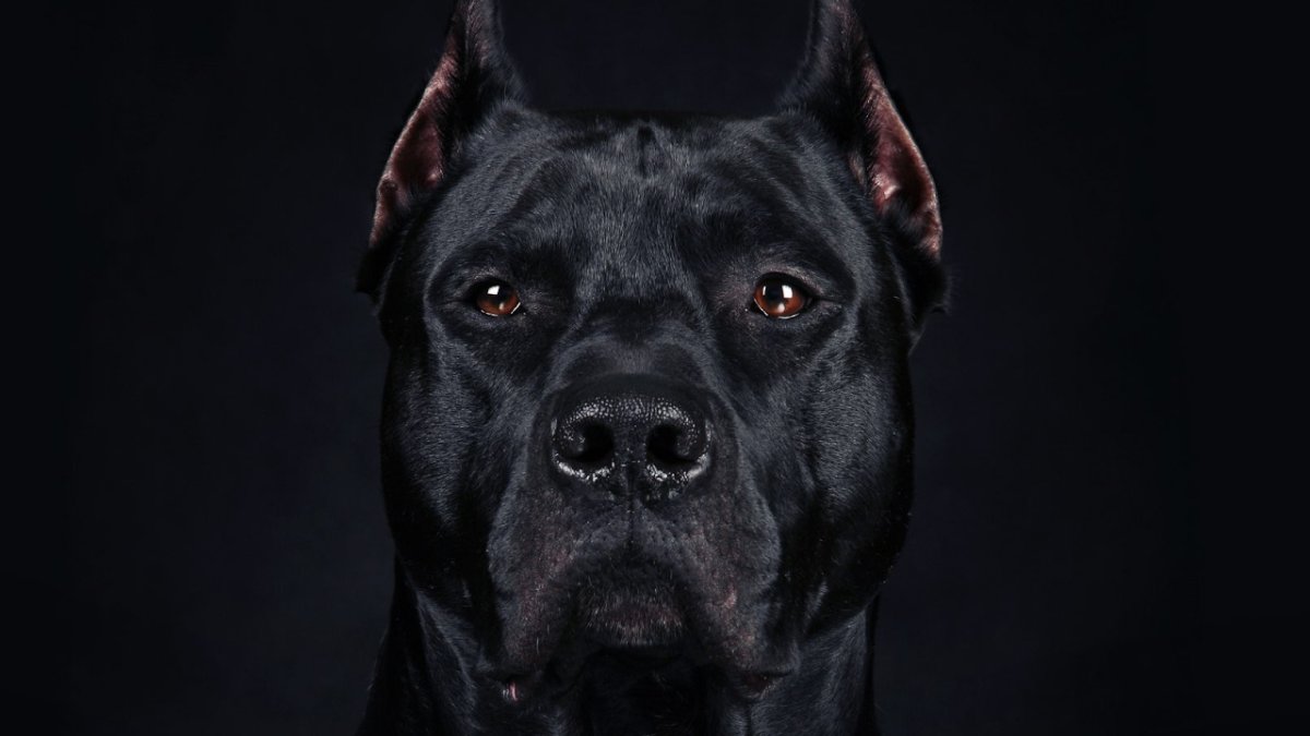 Порода собак бульдог черный Доберман